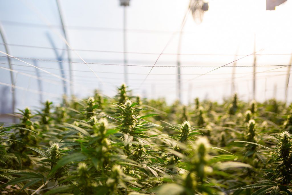 Hemp Greenhouse