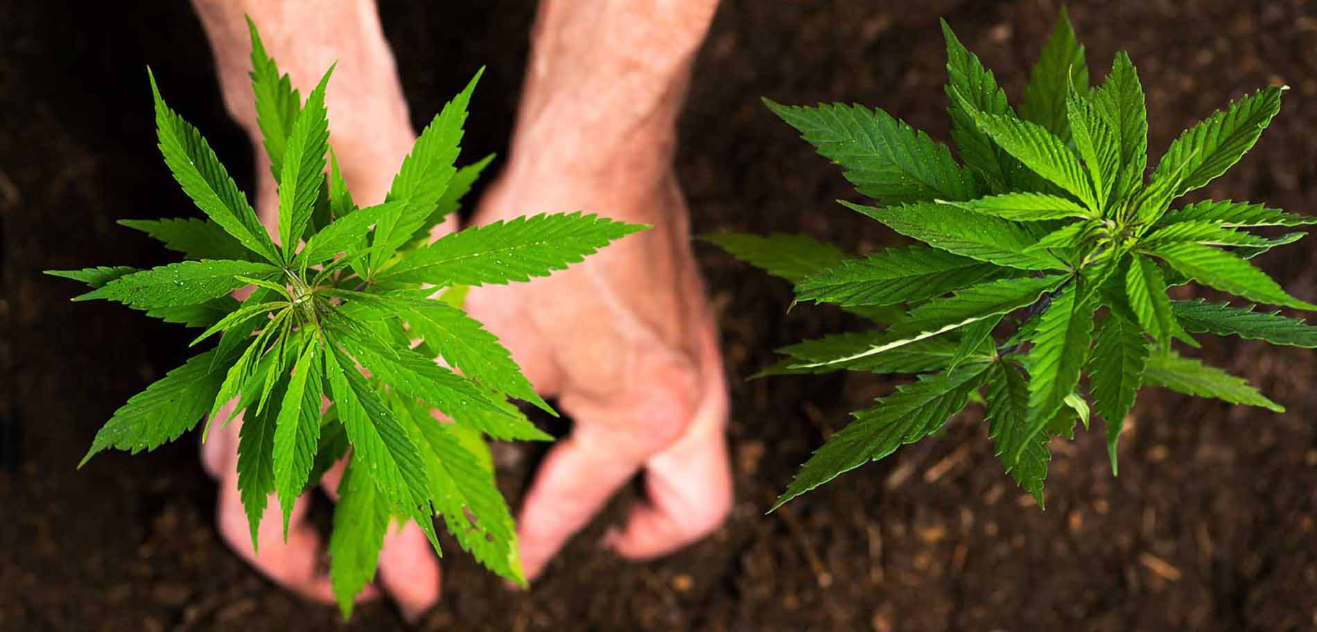 Why Hemp? hempiness-why-hemp-bg